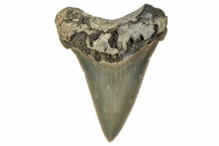 Serrated Angustidens Tooth - Megalodon Ancestor #340377